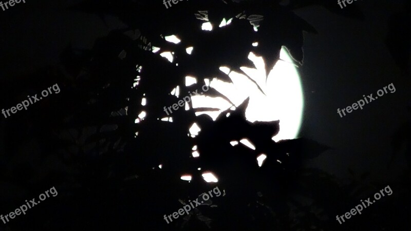 Midnight Full Moon Moonlight Hidden Leaves