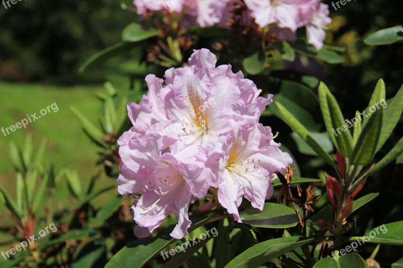 Rhododendron Flower Spring Free Photos