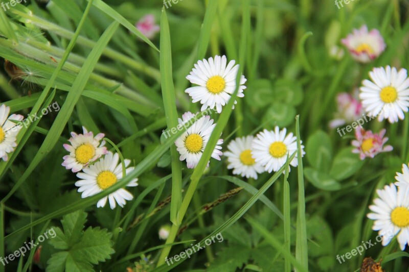 Daisy Nature Flower White Grass