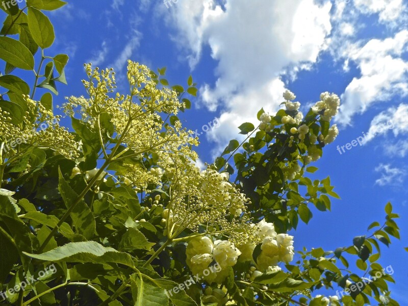 Flowers Elder Blue Sky Summer Nature