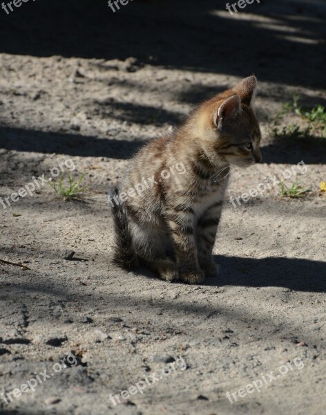 Animal Cat Kitten A Young Kitten Free Photos