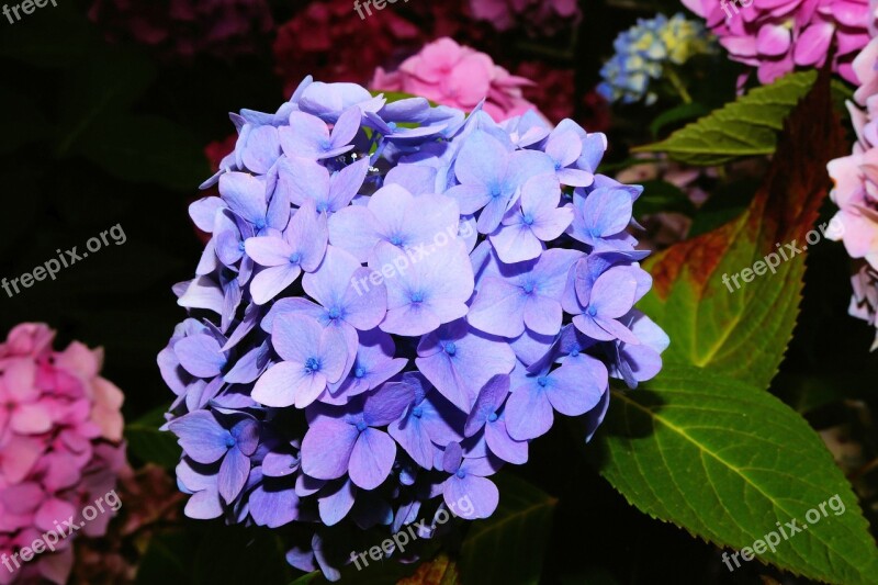 Hydrangea Blossom Bloom Blue Huge