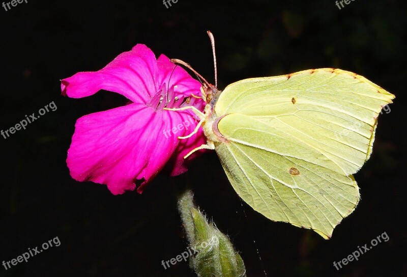 Gonepteryx Rhamni Butterfly Green Blossom Bloom