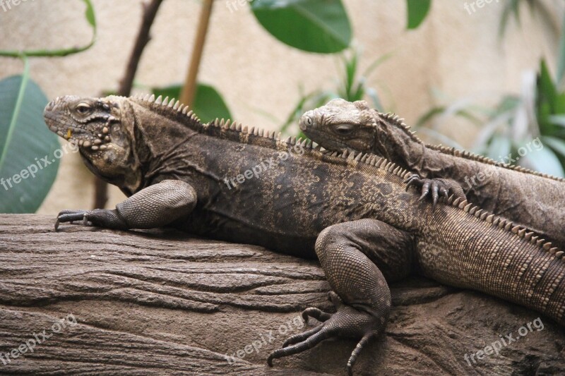 Reptile Couple In Love Lizard Animal Nature