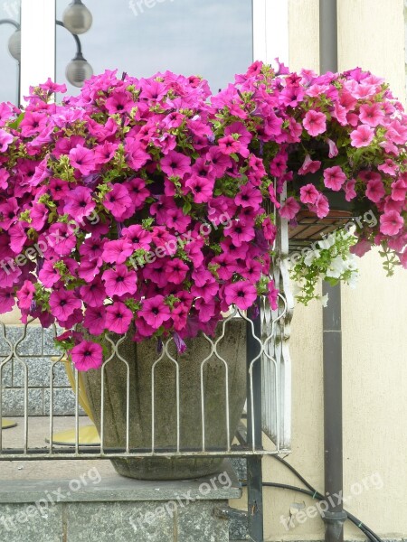 Flowers Balcony Colors Free Photos