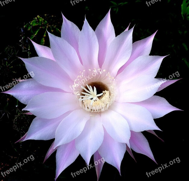 Cactus Flower Nature Bloom Garden