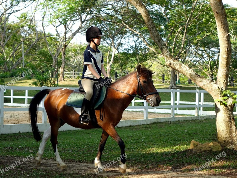 Horse Pony Teenager Riding Animal