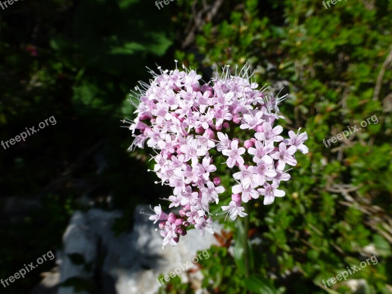 Alpine Flower Mountains Pink White Free Photos