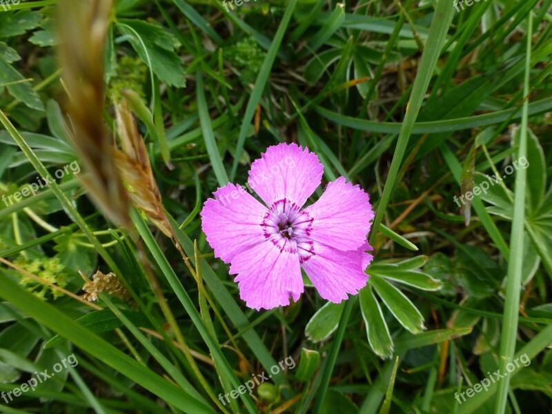 Flower Alpine Plant Close Up Pink Austria