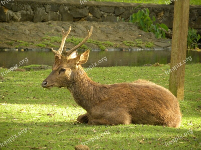 Deer Male Captive Free Photos