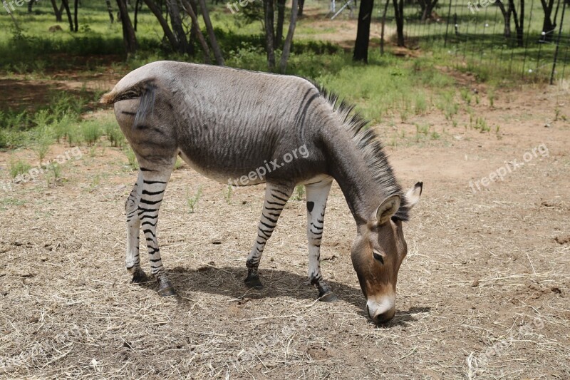 Zonkey Zebra Donkey Stripes Mammal