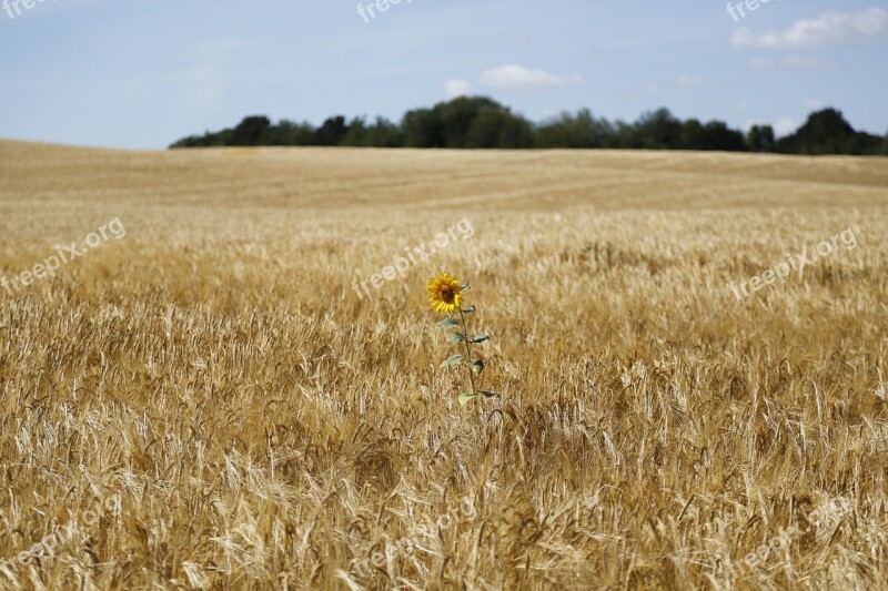 Sunflower Flower Barley Field Summer