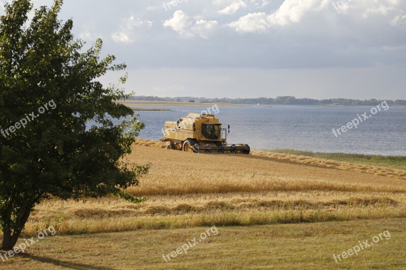 Barley Field Harvest Fiord Nature