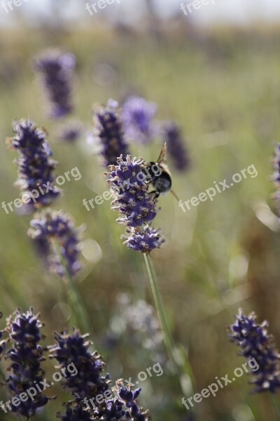 Lavender Bumblebee Summer Insect Flower