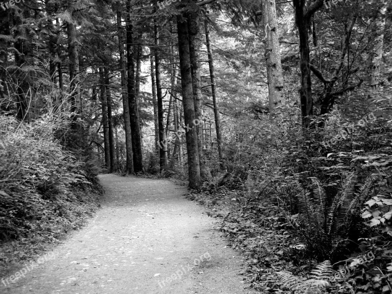 Path Woods Black And White Tree Dark