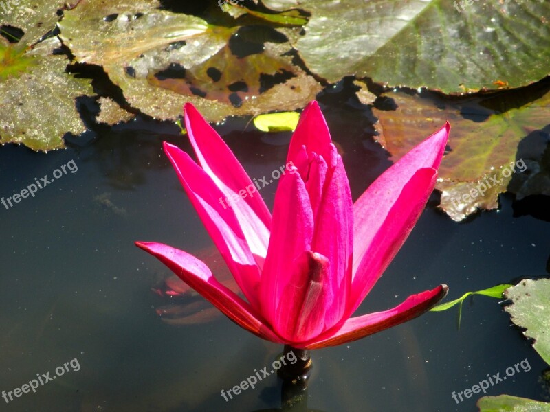 Water Lily Blossom Bloom Red Pond