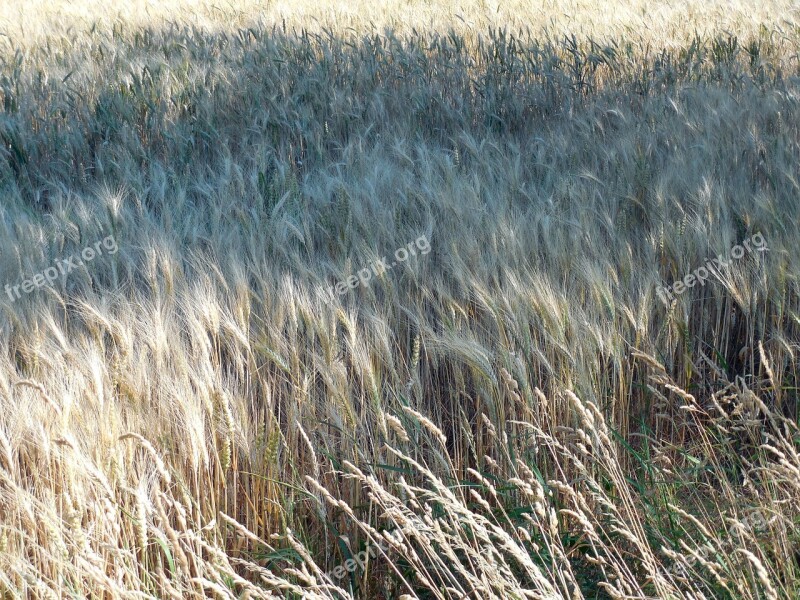 Wheat Field Wheat Field Harvest Cereals