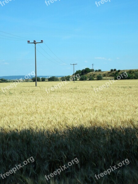 Wheat Field Wheat Mast Line Power Poles