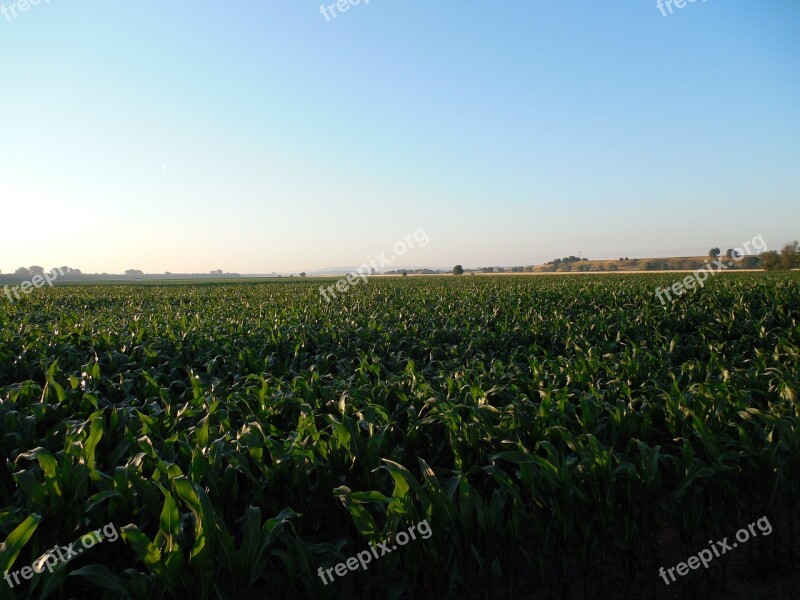 Cornfield Corn Field Agriculture Harvest