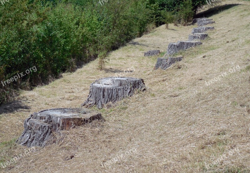 Tree Stump Tree Wood Logging Deforestation