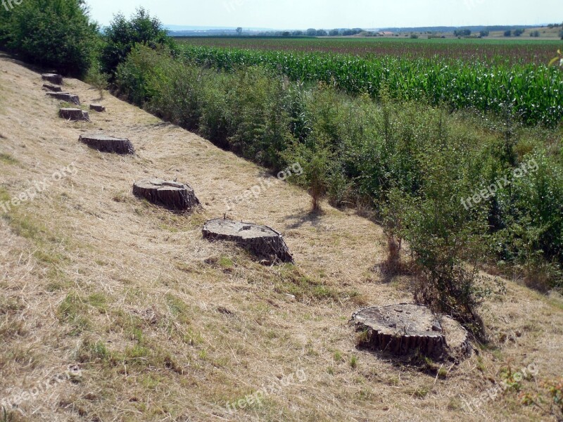 Tree Stump Tree Wood Logging Deforestation