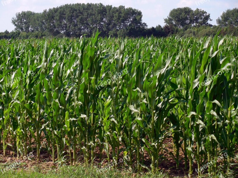 Cornfield Corn Field Agriculture Corn On The Cob