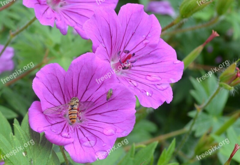 Syrphid Fly Insect Flower Lilac Nature