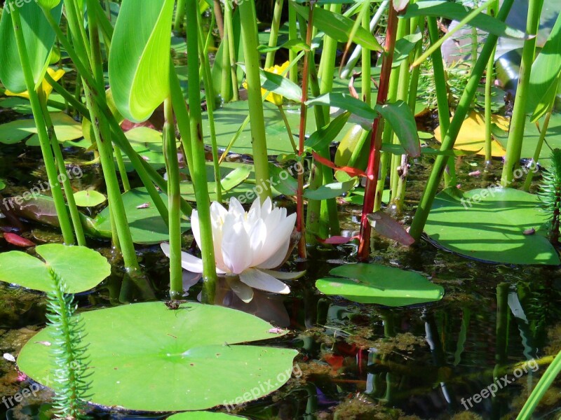 Pond Water Lily Lake Aquatic Plants White