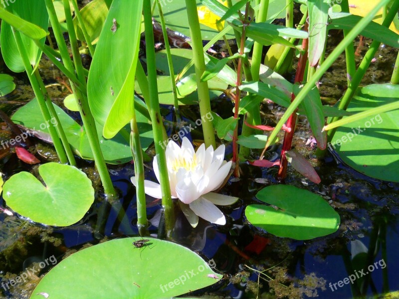 Water Lily Flower Pond Nature Flowers