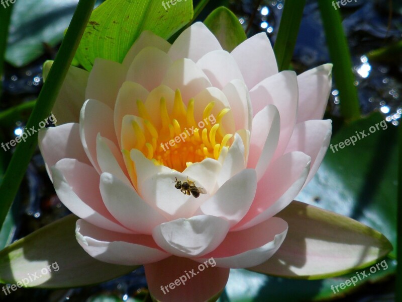 Water Lily Flower Pond Nature White