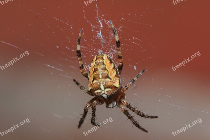 Spider Arachnid Cobweb Hair Web