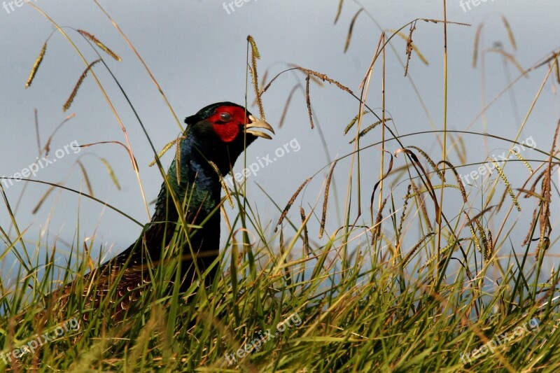 Pheasant Wild Bird Game Cock Free Photos