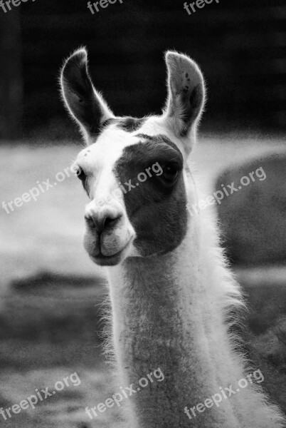 Lama Nature Animal Animal Portrait Free Photos