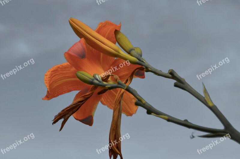 Daylily Blossom Bloom Plant Macro