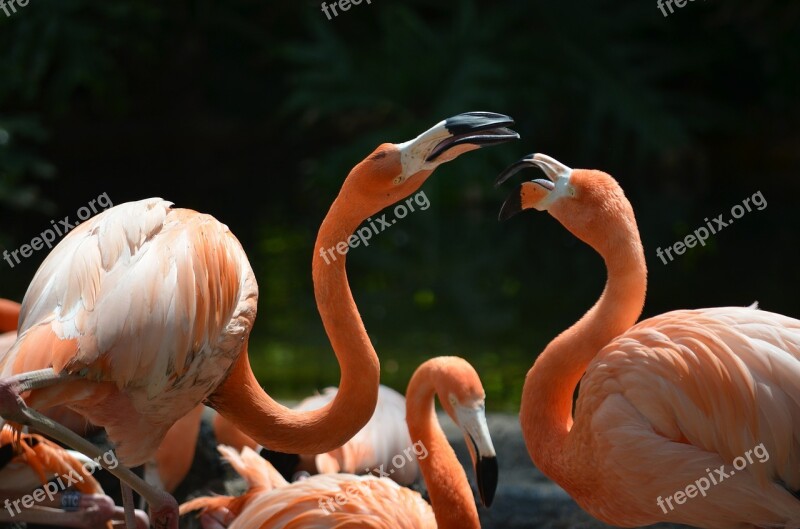 Flamingos Animal Bird Nature Zoo