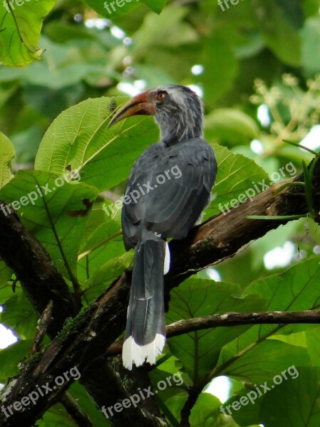 Malabar Grey Hornbill Ocyceros Griseus Hornbill Endemic Western Ghats