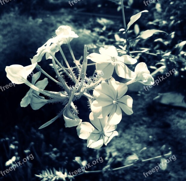 Cape Europaea Bush Summer Nature Flowers