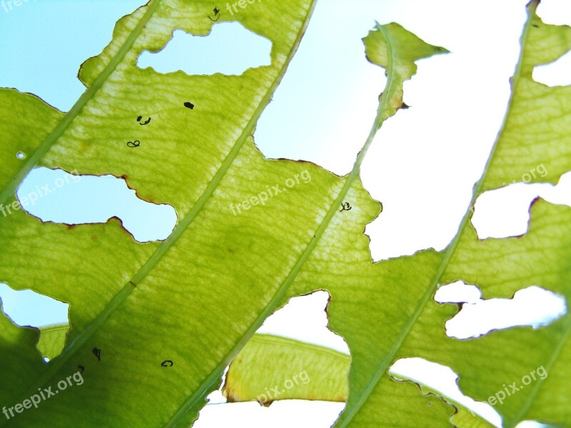 Leaf Sheet Feeding Broken Pest Sky