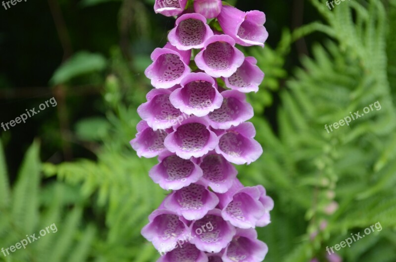 Thimble Flower Toxic Common Foxglove Digitalis