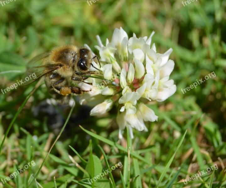 Honey Bee Bee Pollen Klee Grass