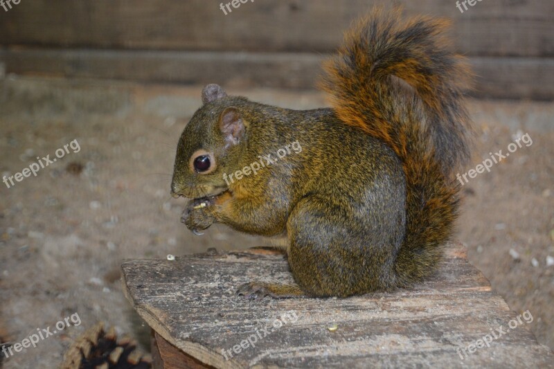 Squirrel Croissant Nut Nibble Eat