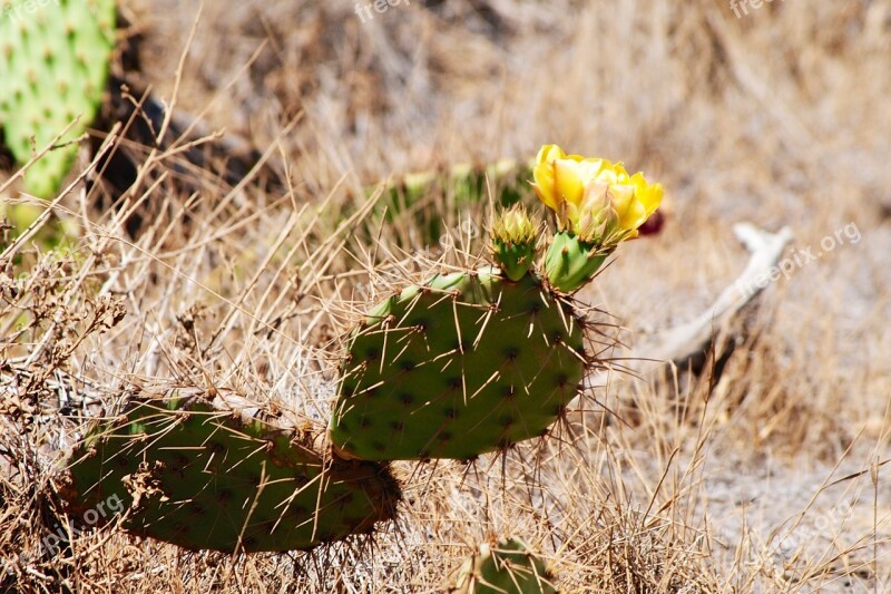 Cactus Spikes Flower Hot Dry