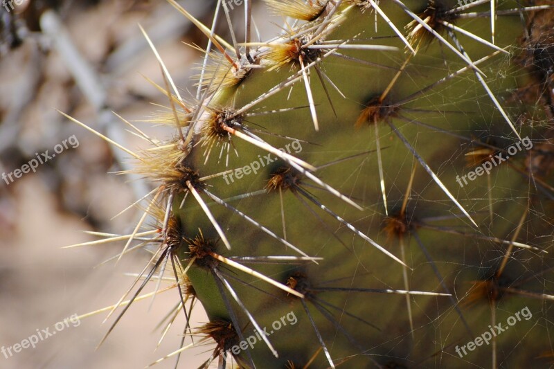 Cactus Torrey Pines Spikes Free Photos