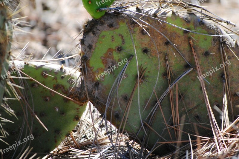 Cactus Torrey Pines Spikes Free Photos