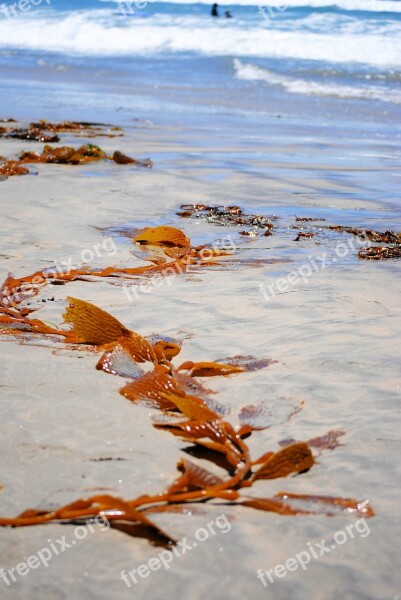 Seaweed Beach Ocean Plant Free Photos