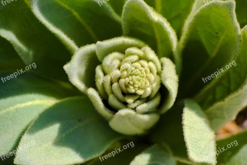 Succulent Fibonacci Plant Green Free Photos