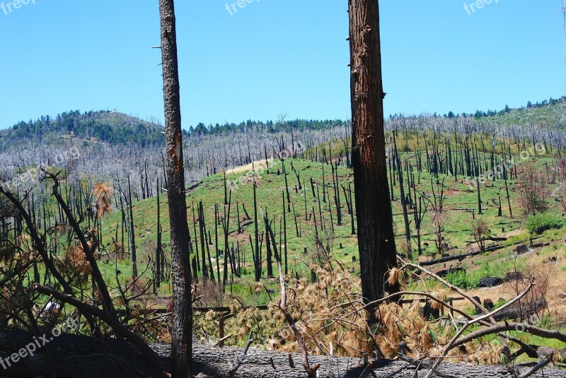 Forest Fire Dead Trees San Diego La Jolla California