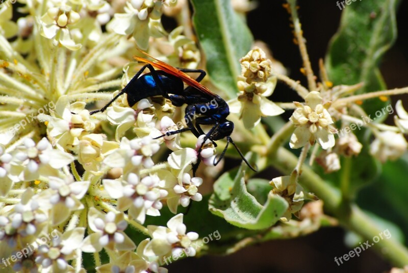 Wasp Flower Insect Free Photos