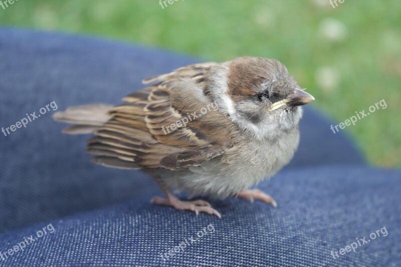 Sparrow Bird Wildlife Young Free Photos