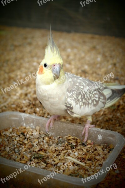 Cockatiel Parrot Feeding Animal Pet